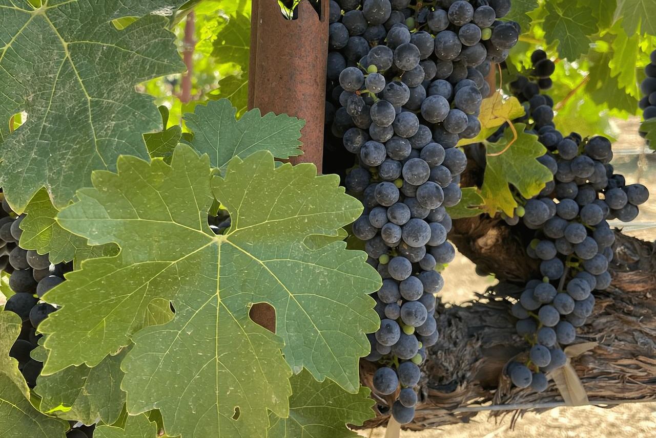 Napa: Guided Wine Tasting Tour with Picnic Lunch
