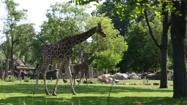 Copenhagen: Copenhagen Zoo Entry Ticket