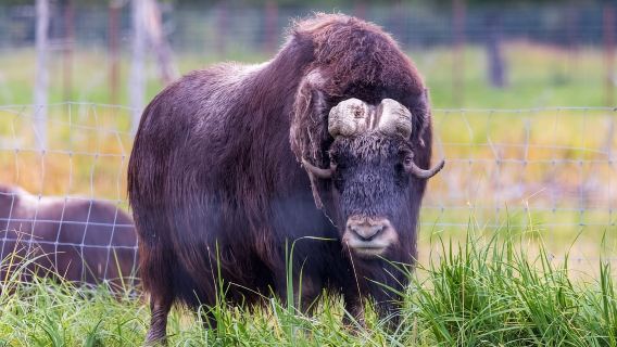ศูนย์สัตว์ป่าพร้อมอาหารกลางวันและชิมเบียร์ท้องถิ่น