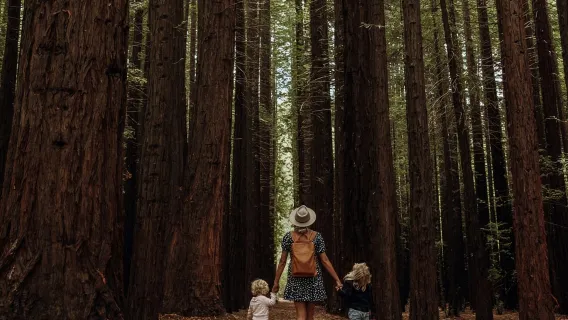 Passeio de um dia no Trem a Vapor de Melbourne + Floresta de Sequoias + Vale Yarra [Grupo de qualidade | Transferência do hotel]
