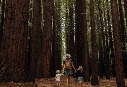 Melbourne Puffing Billy Steam Train + Redwood Forest + Yarra Valley & Dandenongs Ranges Day Tour [Premium Group | Hotel Transfers] AUD 194.68