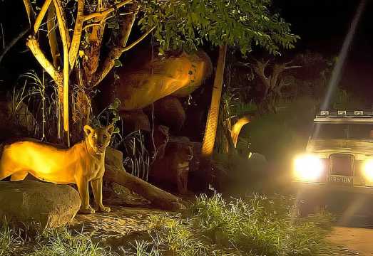 Bali Night Safari Adventure - Unique Wildlife Experience