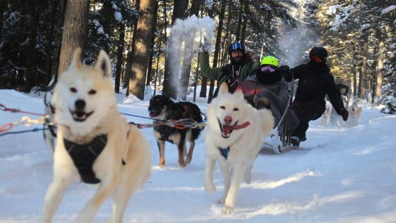 Dogsledding Nordic Adventure near Mont-Tremblant