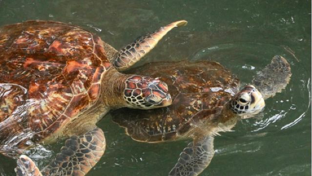 Mnemba Island Snorkelling