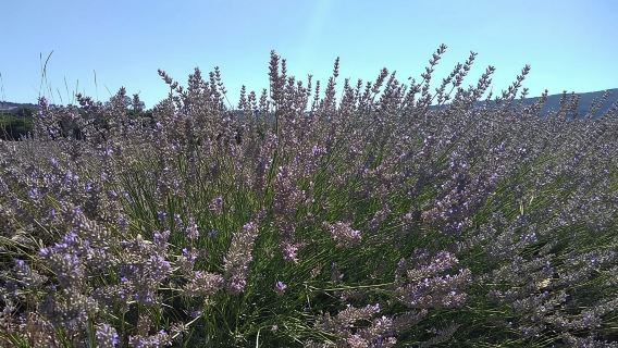 Lavender Afternoon Tour Valensole 