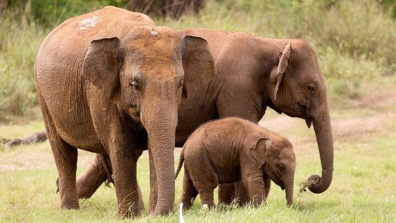 Bundala Nationalpark Safari|Jeep mit Tickets