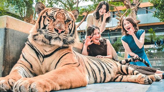 ไทเกอร์พาร์ค ภูเก็ต สัมผัสเสือขาวด้วยตัวเอง / กิจกรรมครอบครัวสัมผัสลูกเสือตัวน้อย