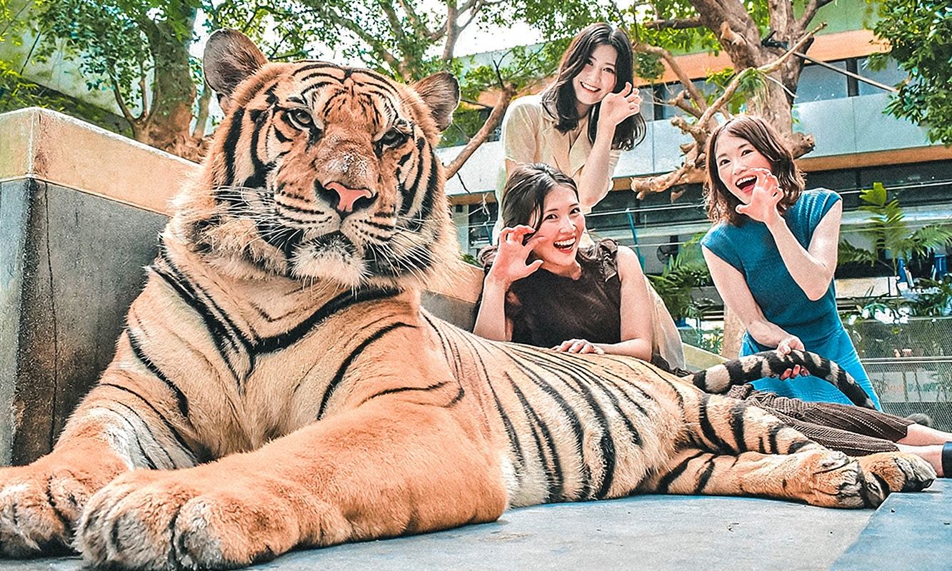 สวนเสือภูเก็ต TigerPark ลูบคลำเสือขาว/เสือน้อยด้วยมือของคุณเอง กิจกรรมสำหรับครอบครัว