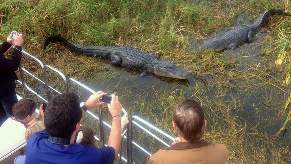 Florida Everglades Airboat Tour and Wild Florida Admission with Optional Lunch