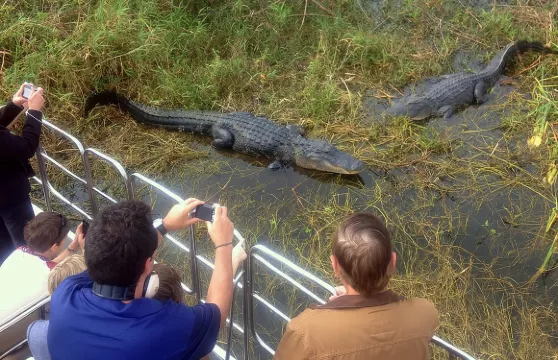 佛羅裡達大沼澤地汽艇之旅及佛羅裡達州野生動物保護區門票（含可選午餐）