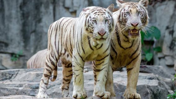 광저우 창롱 팬더 패키지 2일 1박 / 3일 2박 사파리 파크 / 버드 파크 / 해피 월드 / 빅 서커스 / 뷔페 (팬더 / 창롱 / 샹장 숙박 옵션 포함)