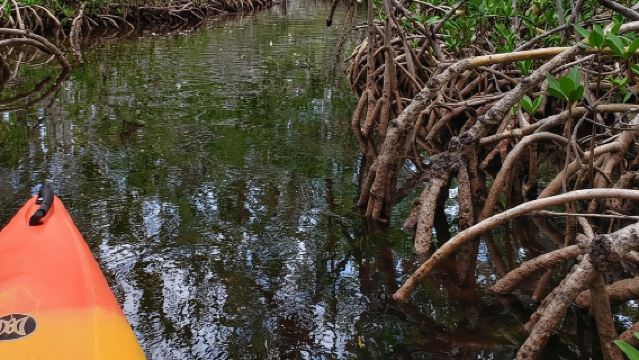 Key West Kayak Rental