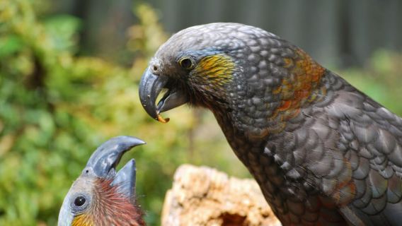 Willowbank Wildlife Reserve Day Entry Ticket