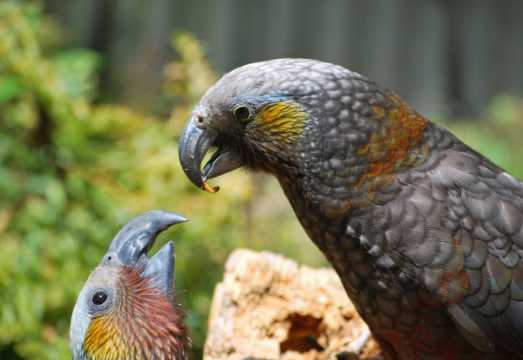 Willowbank Wildlife Reserve Day Entry Ticket