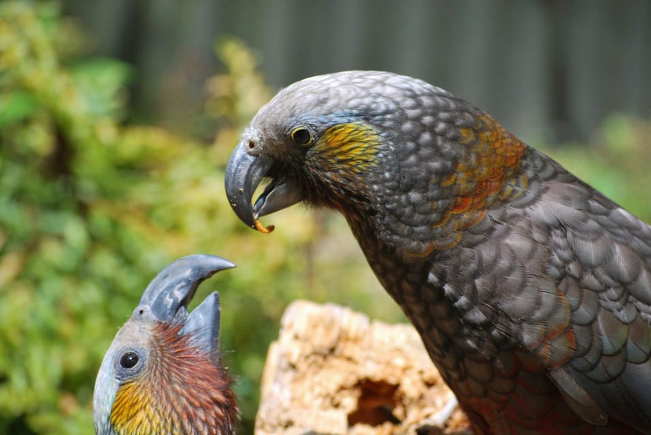 Biglietto d'ingresso giornaliero alla Willowbank Wildlife Reserve