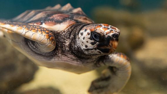 Marine Discovery Centre