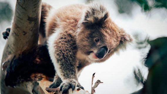 Phillip Island: Penguin Parade and Multi Attraction Pass