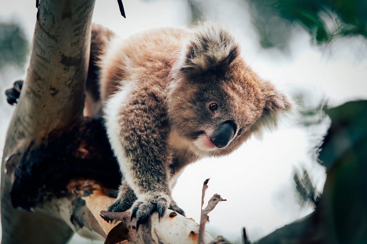 Phillip Island: Pinguin-Parade und Multi-Attraktionen-Pass