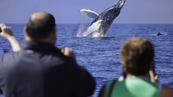 Cabo San Lucas: Crucero con desayuno para avistar ballenas