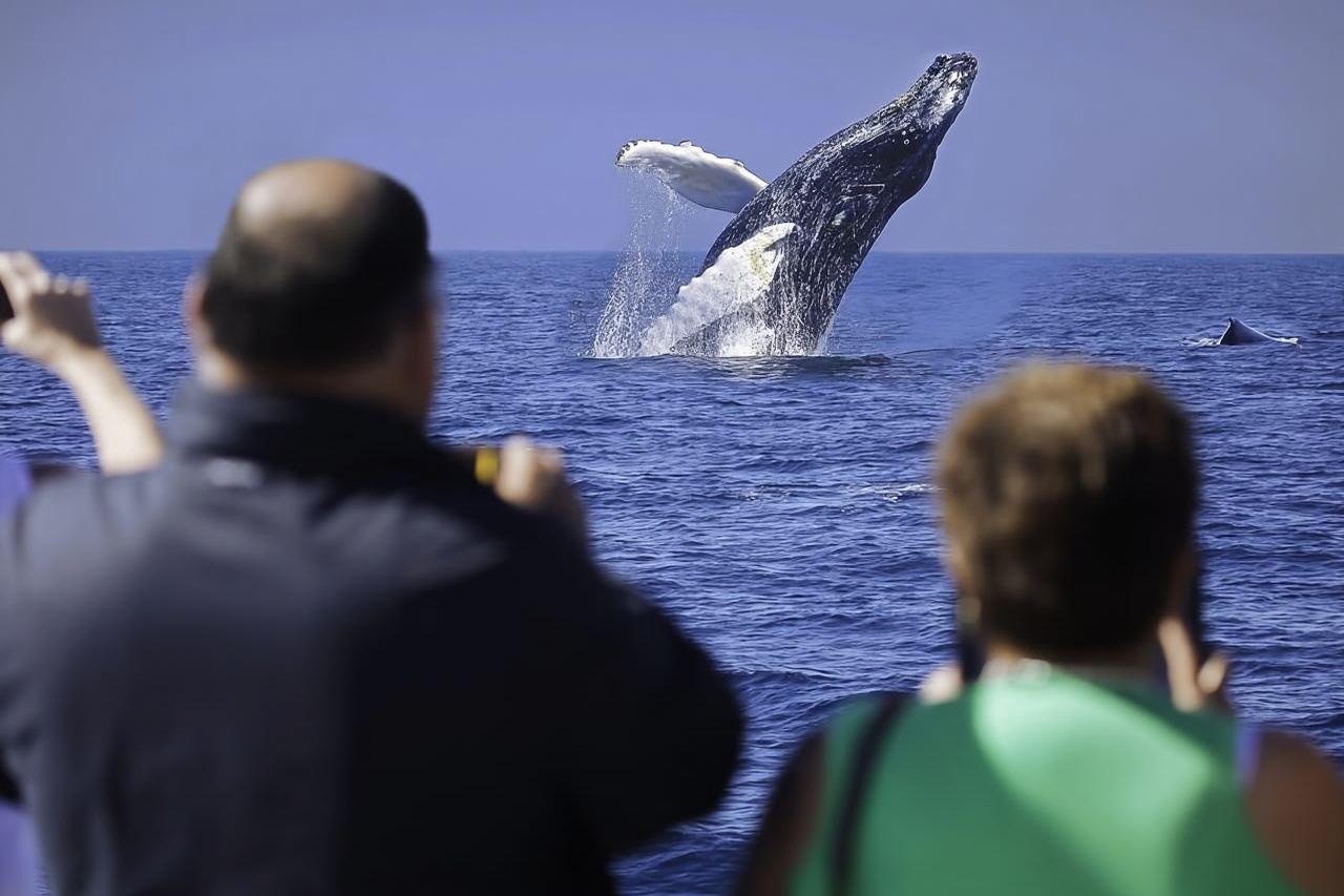 Cabo San Lucas: Crucero con desayuno para avistar ballenas