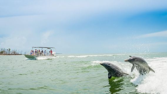 Marco Island: Dolphin-Watching Boat Tour
