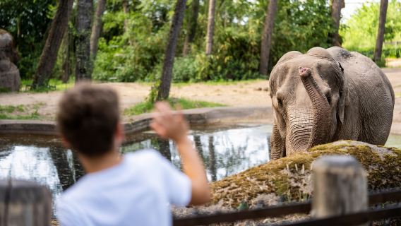 Arnhem: Entrada al Zoológico de Burgers