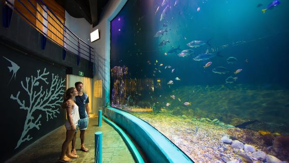 Entrada al Acuario Interactivo de Cancún + Presentación de Delfines