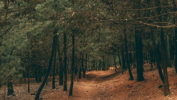 Đi bộ đường dài ở Thành phố Mexico: Leo lên đỉnh cao nhất của Ajusco