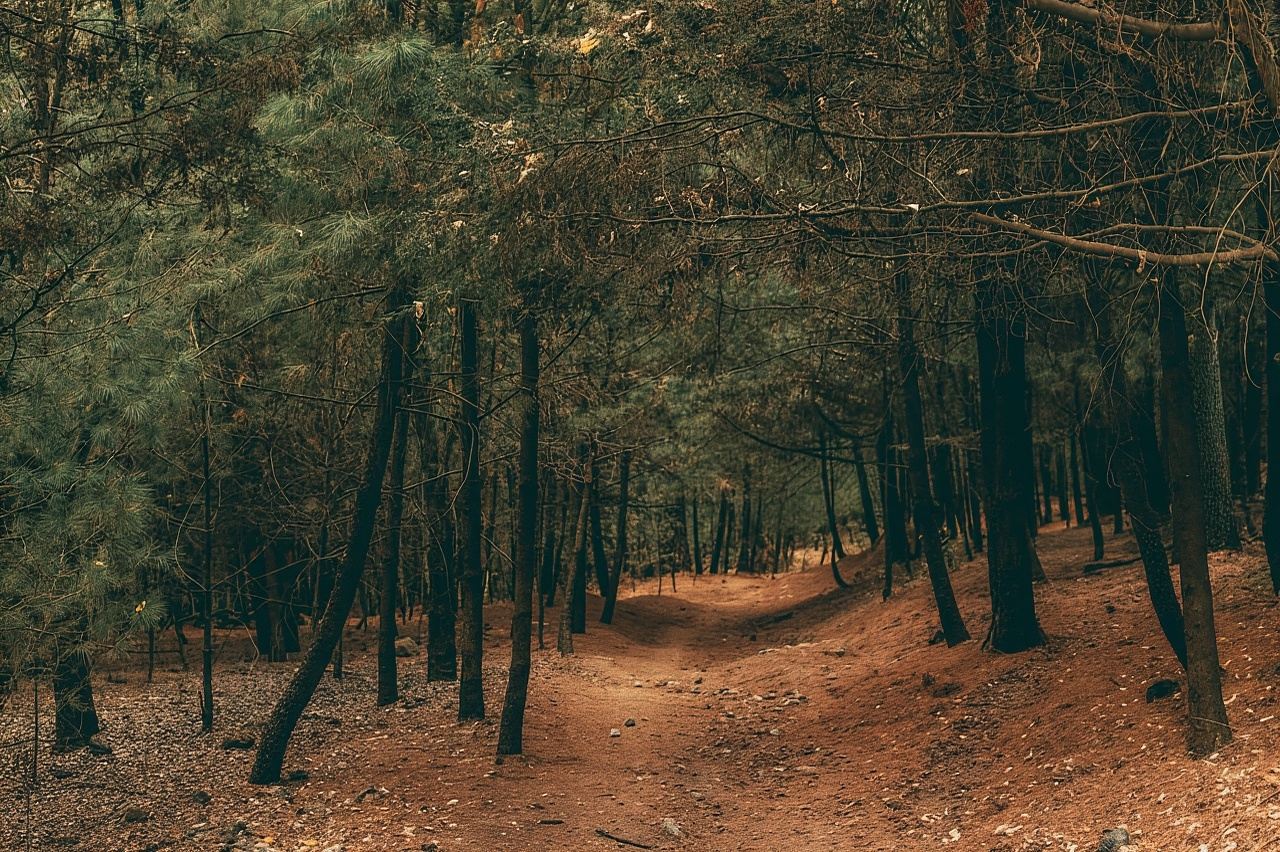 Escursione a Città del Messico: scala la vetta più alta dell'Ajusco