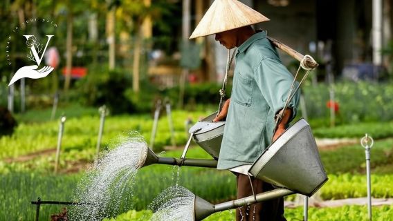 Tour Gastronomico a Hội An - Street Food e Tesori Nascosti di Hội An