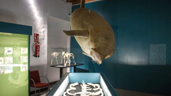 MUCBO | Jardí Botànic de Sóller - Balearic Museum of Natural Sciences