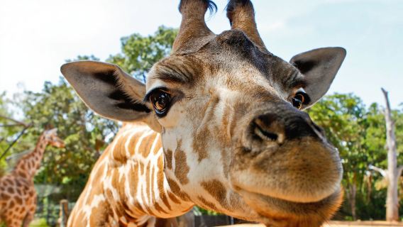 凱維森動物園+西澳水族館+希爾里斯船港+弗里曼特爾監獄+南灘