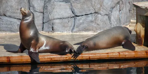 法烏尼亞動物園+托萊多橋+皇家歌劇院+阿蘭胡埃斯王宮一日遊