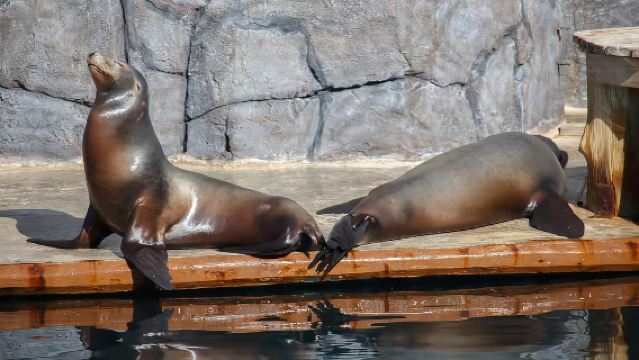 1-day tour to Faunia + Toledo Bridge + Teatro Real + Royal Palace of Aranjuez