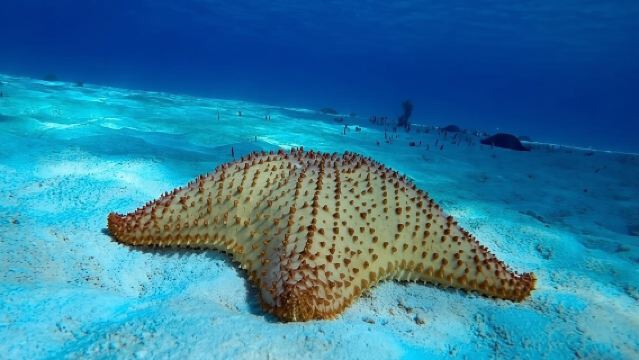 Starfish, Stingrays and the Turtle Sanctuary Cozumel Snorkel Tour