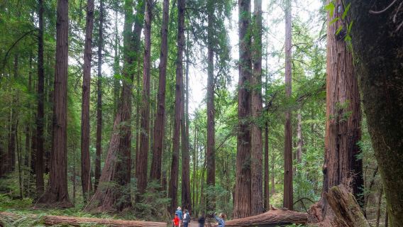 Muir Woods and Sausalito Half Day Tour