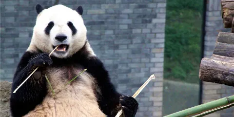 熊貓樂園+青城山一日遊【2-8人獨立團&含入場門票&上門接送】