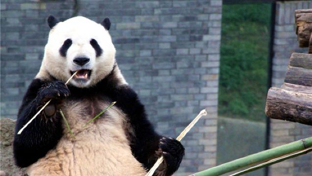 都江堰景區+都江堰中華大熊貓苑＆2-8人純玩團含門票上門接送