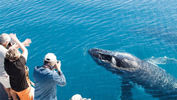 ゴールドコースト 2.5時間ホエールウォッチングクルーズ【都市部オーシャンパーク桟橋発・滑らかな船体・高いホエールウォッチング率】