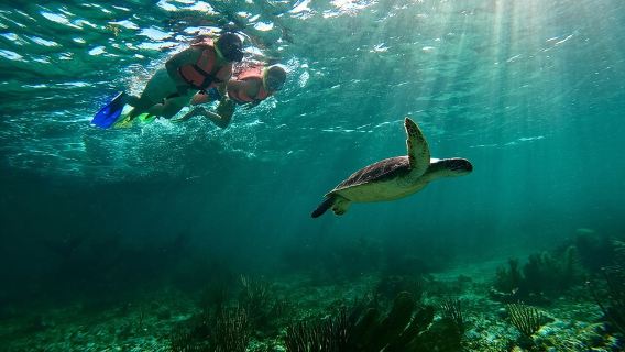 Snorkeling Guided Activity in Puerto Morelos Mexico