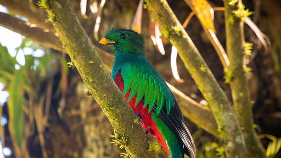 Cloud Forest Adventure: Hike the Mystical Canopy!