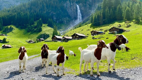 ZurichTours