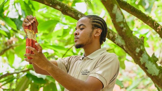 Tour del Proyecto Chocolat: del Árbol al Bar en el Hotel Chocolat de Santa Lucía
