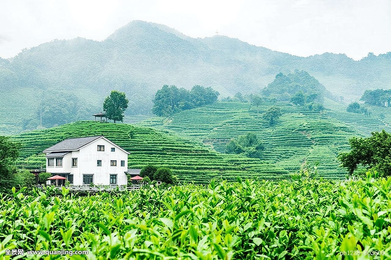 Tour autentica esperienza della cultura del tè Longjing di Hangzhou