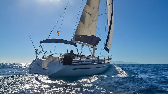 Dolphin and Whale Sailing Tour in Los Gigantes