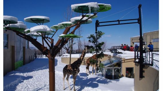 日本旭川旭山動物園+青池+四季彩之丘+森林精靈陽台一日遊