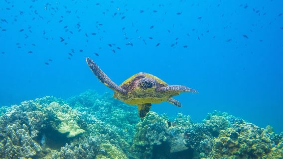 การดำน้ำตื้นที่ Molokini และ Turtle Town ที่ดีที่สุดใน Maui 3 ชั่วโมง