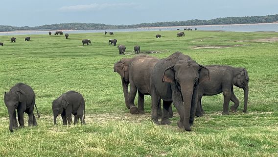 Minneriya National Park | Private Safari