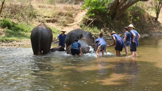 New Elephant Home + Namtok Bua Tong-Nam Phu Chet Si National Park day tour