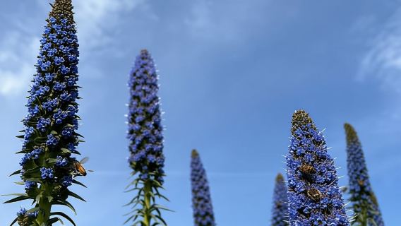 Pozzo Faceto: botanical garden